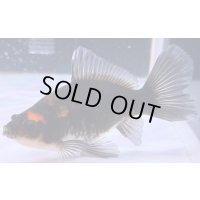 寿恵廣錦 　　当歳　変わり柄　SSS血統　　約12センチ　＃91