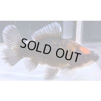 寿恵廣錦 　　当歳　変わり柄　SSS血統　　約12センチ　＃85