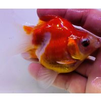 宮島血統福だるま 短尾　当歳約9センチ  ＃151