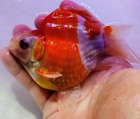 宮島血統福だるま 短尾 　2歳約14センチ  ＃159