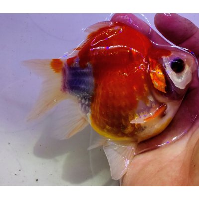 画像2: 宮島血統福だるま 短尾 　2歳約14センチ  ＃159