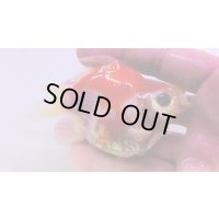 宮島血統福だるま 短尾　当歳約10センチ  ＃152