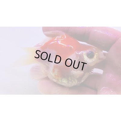 画像1: 宮島血統福だるま 短尾　当歳約10センチ  ＃152