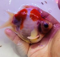 宮島血統福だるま 短尾 　2歳約14センチ  ＃161