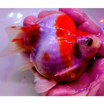 画像2: 宮島血統福だるま 短尾 　2歳約13センチ  ＃162