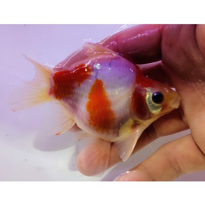 画像1: 宮島血統福だるま 短尾 　当歳約11センチ  ＃154