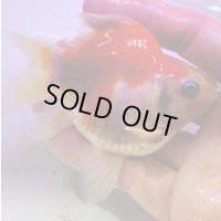 宮島血統福だるま 短尾　当歳約9センチ  ＃150