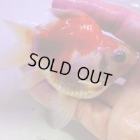 宮島血統福だるま 短尾　当歳約9センチ  ＃150