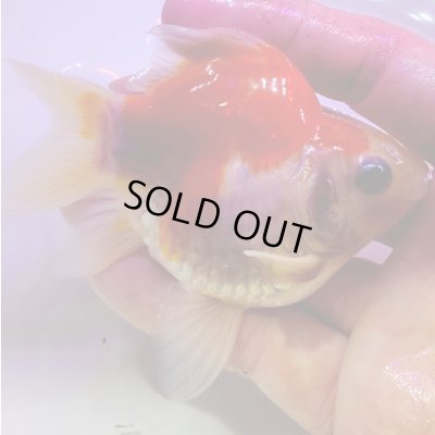 画像1: 宮島血統福だるま 短尾　当歳約9センチ  ＃150