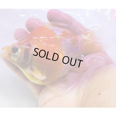 画像2: 宮島血統福だるま 短尾 　当歳約12センチ  ＃153