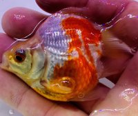 宮島血統福だるま 短尾 　当歳約8センチ  ＃157