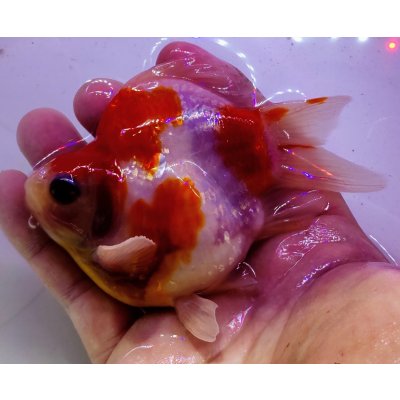 画像1: 宮島血統福だるま 短尾 　2歳約13センチ  ＃162