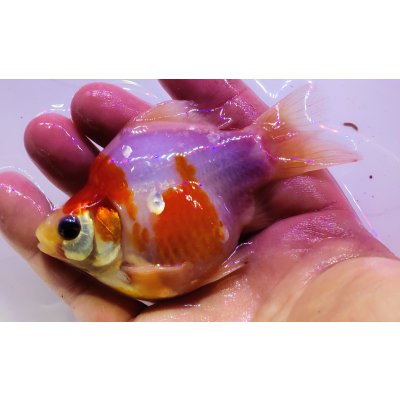 画像2: 宮島血統福だるま 短尾 　当歳約11センチ  ＃154