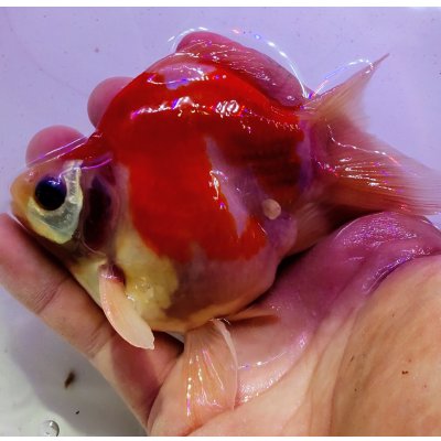 画像2: 宮島血統福だるま 短尾 　2歳約14センチ  ＃161