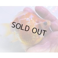 宮島血統福だるま 短尾 　当歳約12センチ  ＃153