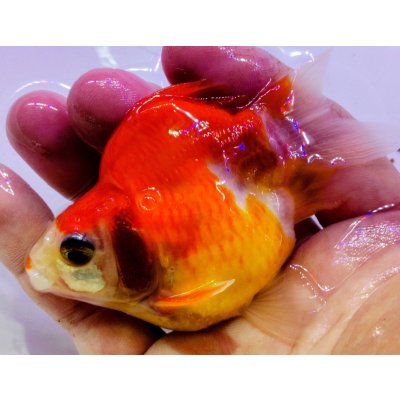 画像2: 宮島血統福だるま 短尾　当歳約9センチ  ＃151