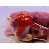 宮島血統福だるま 短尾 　当歳約8センチ  ＃155