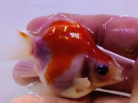 宮島血統福だるま 短尾 　当歳約8センチ  ＃155