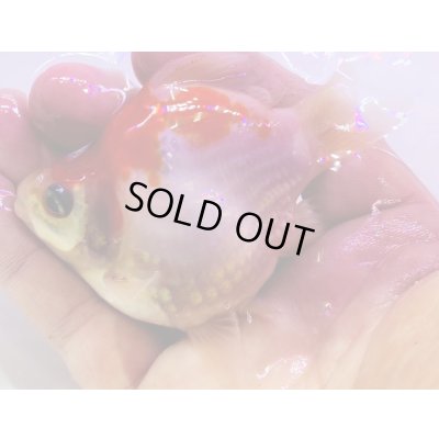 画像2: 宮島血統福だるま 短尾　当歳約10センチ  ＃152