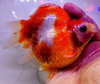 宮島血統福だるま 短尾 　2歳約16センチ  ＃163