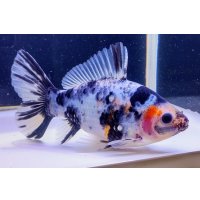 寿恵廣錦 　　当歳　　SSS血統　　約13センチ　＃93