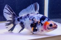 寿恵廣錦 　　当歳　　SSS血統　　約13センチ　＃93