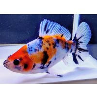 寿恵廣錦 　　当歳　　SSS血統　　約13センチ　＃92