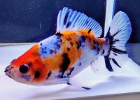 寿恵廣錦 　　当歳　　SSS血統　　約13センチ　＃92