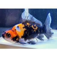 寿恵廣錦 　　当歳　　SSS血統　　約13センチ　＃95