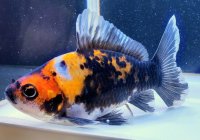 寿恵廣錦 　　当歳　　SSS血統　　約13センチ　＃95