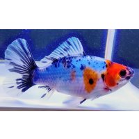 寿恵廣錦 　　当歳　　SSS血統　　約13センチ　＃96