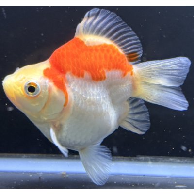 画像2: 宮島血統福だるま 短尾 　当歳約10センチ  ＃166