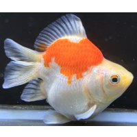 宮島血統福だるま 短尾 　当歳約10センチ  ＃166