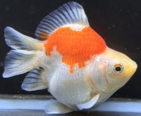 宮島血統福だるま 短尾 　当歳約10センチ  ＃166