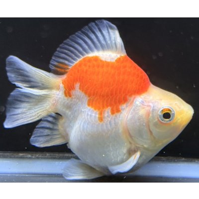 画像1: 宮島血統福だるま 短尾 　当歳約10センチ  ＃166