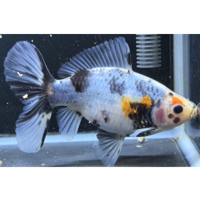 画像2: 寿恵廣錦 　　当歳　　SSS血統　　約14センチ　＃99