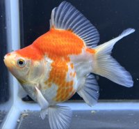 宮島血統福だるま 短尾 　当歳約12センチ  ＃165