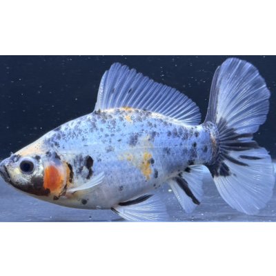 画像1: 寿恵廣錦 　　当歳　　SSS血統　　約14センチ　＃101