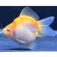 アルビノ赤目福だるま　当歳　約9センチ #5