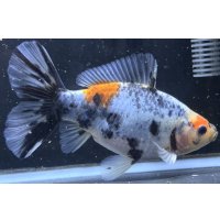 寿恵廣錦 　　当歳　　SSS血統　　約14センチ　＃100