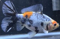 寿恵廣錦 　　当歳　　SSS血統　　約14センチ　＃100