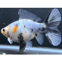 寿恵廣錦 　　当歳　　SSS血統　　約14センチ　＃99