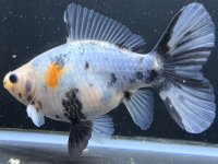 寿恵廣錦 　　当歳　　SSS血統　　約14センチ　＃99