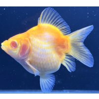 アルビノ赤目福だるま　当歳　約9センチ #1