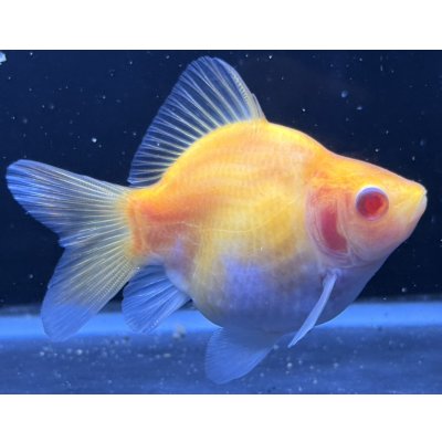 画像1: アルビノ赤目福だるま　当歳　約9センチ #2