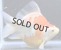 宮島血統福だるま 　当歳約12センチ  ＃167