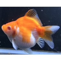 アルビノ赤目福だるま　当歳　約10 センチ #6