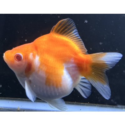 画像1: アルビノ赤目福だるま　当歳　約10 センチ #6