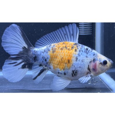 画像2: 寿恵廣錦 　　当歳　　SSS血統　　約14センチ　＃101