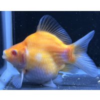 アルビノ赤目福だるま　当歳　約10センチ #4